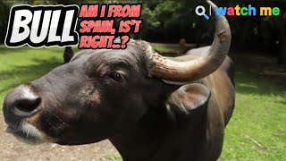 FAKTA UNIK BANTENG l EduKidHub Channel