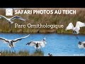 Animalier - Le Parc Ornithologique du Teich