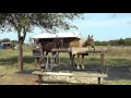 Part 2 Dealing With New Horse - Evaluating Horses With Pressure and Release