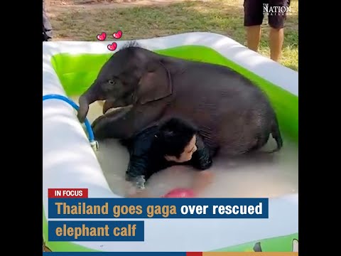 Thailand goes gaga over rescued elephant calf