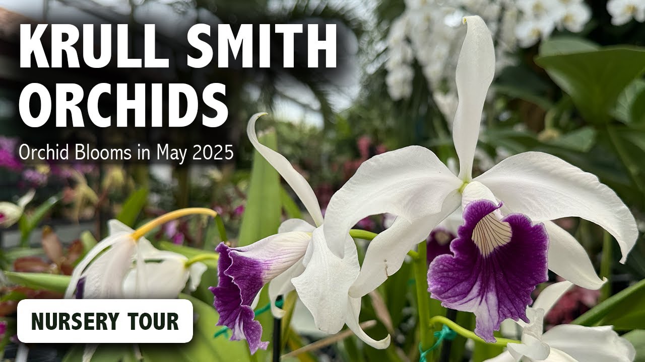 Krull-Smith Orchids Nursery Tour in May 2025 | A Leading Orchid Hybridizer For Award-Quality Plants!