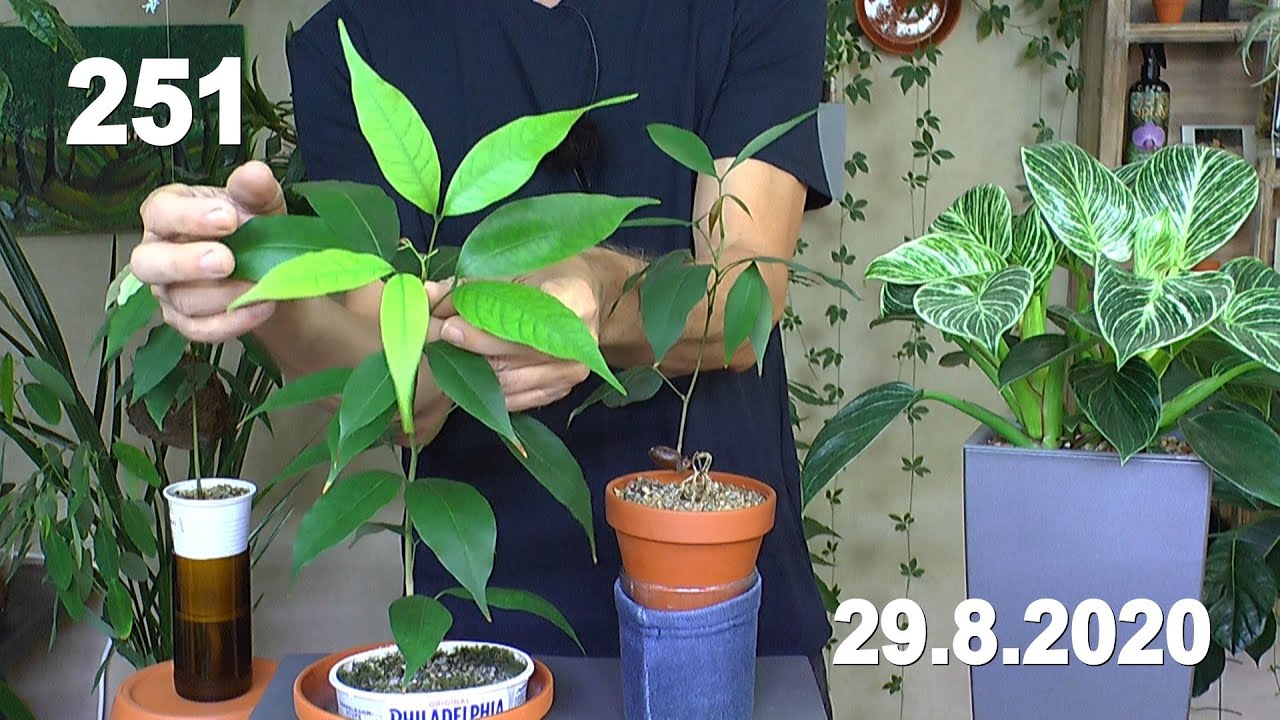 Litschi Anzucht Vermehrung und Jungpflanzen Update. Weiße Sapote als Pflanze im Zimmer