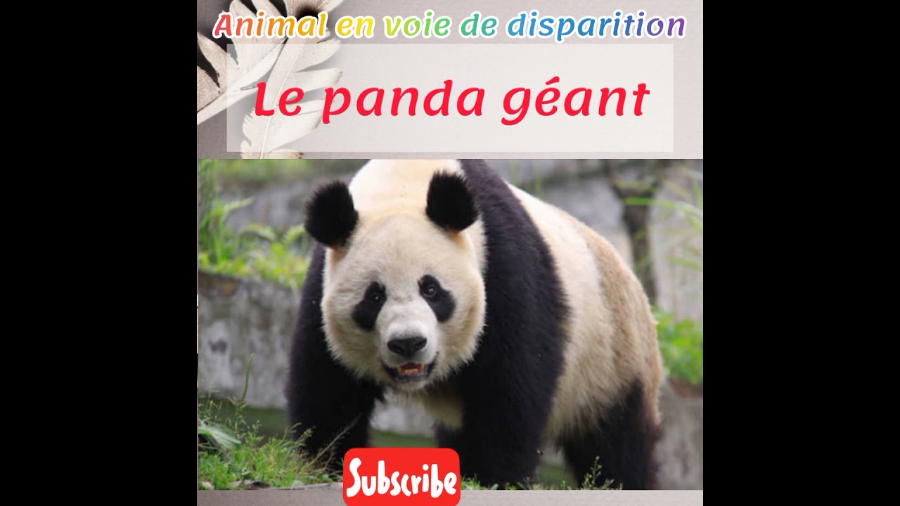 Le Panda Geant Animal En Voie De Disparition Youtube