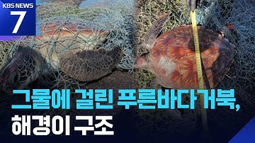 그물에 걸린 푸른바다거북, 해경이 구조 / KBS  2025.10.07.