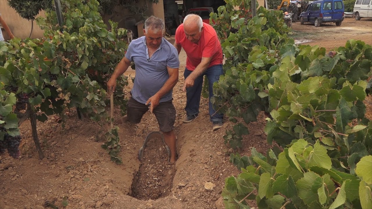 UEP! COM ANAM? [421] - TRESOR ENTERRAT, TURISME AGRARI I FIGUES PELS PORCS