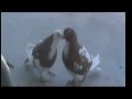 Pigeons  kissing and mating