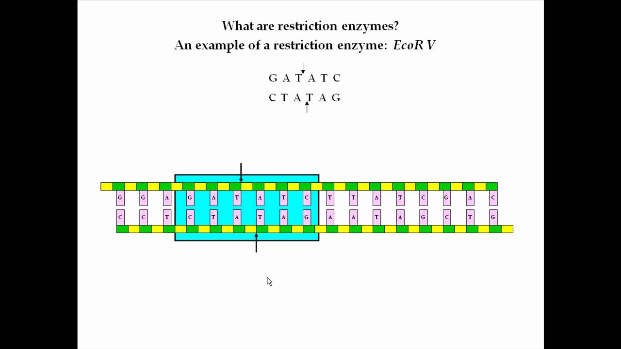 Restriction Enzymes Pt 1 - YouTube