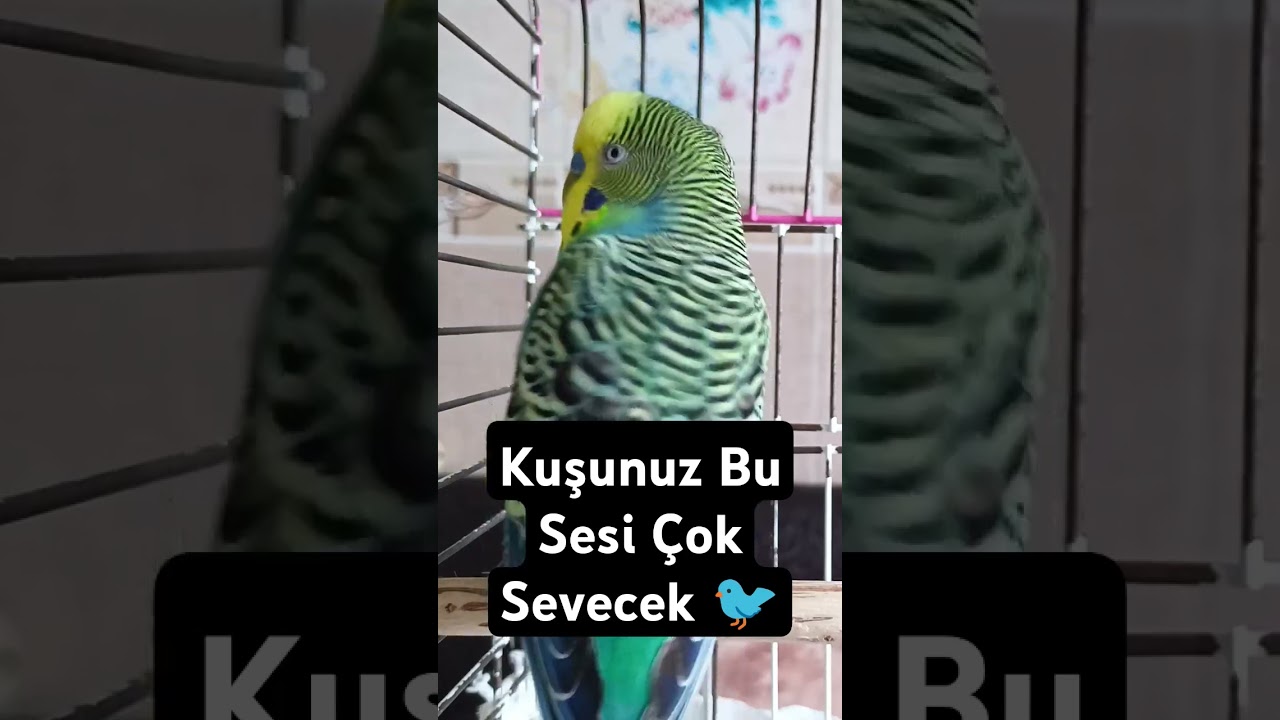 Bu Sese Bayılacak #muhabbetkuşu #birds #muhabbetkuşufıstık #budgies #muhabbetkuşuçiftleşmesesi