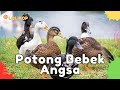 ✅ Lagu Potong Bebek Angsa Masak Di Kuali | Lagu Anak Indonesia Versi Dangdut