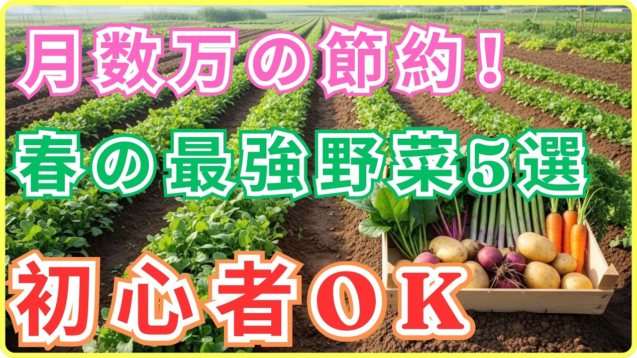 【初心者でも成功】まだスーパーで買ってるの？1平米で食費を止める「最強の春野菜」戦略。種まきを急げ！