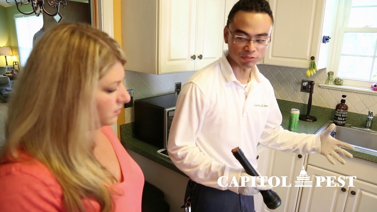 Mouse Trappings - Rodent Control Service - Capitol Pest