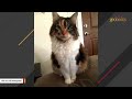 This cat talks human. But just one word.