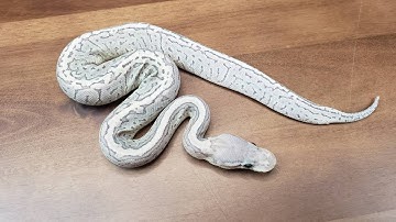 First Clutch of 2023 has Landed! Red Axanthic Hypo combos!