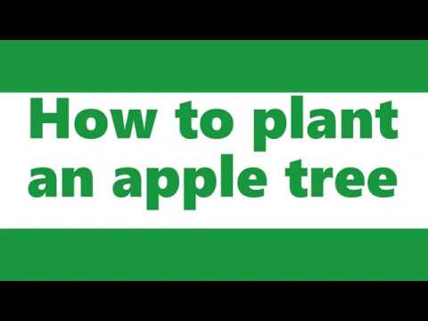 Comment planter un arbre Apple - Gardening Barrigan