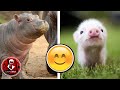 TOP 7 CRIAS DE ANIMALES MAS TIERNAS DEL MUNDO