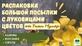 Распаковка от @TashaMulyar  ❤️ Как живут георгины из Долины Растений у Таши?