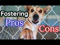 The WORST Part of Dog Fostering NO ONE Tells You! 🐶PROS + CONS of Fostering a Dog