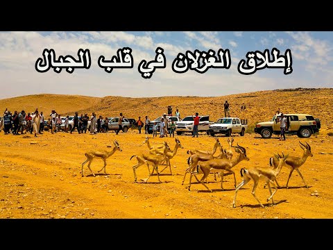 إطلاق سراح قطيع من الغزلان في جبال ليبيا
