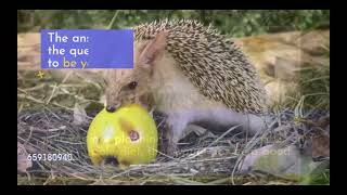 Can Hedgehog eat apples, Pros Cons of feeding apples to a Hedgehog.