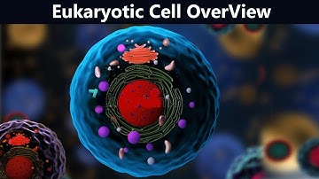 Eukaryotic Cell Brief View | Structure And Function (Urdu/Hindi)