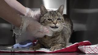 36 cats rescued from severe hoarding conditions in Corpus Christi home begin road to recovery