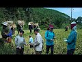 The life of mountain people a girl and a boy go to harvest rice for hire