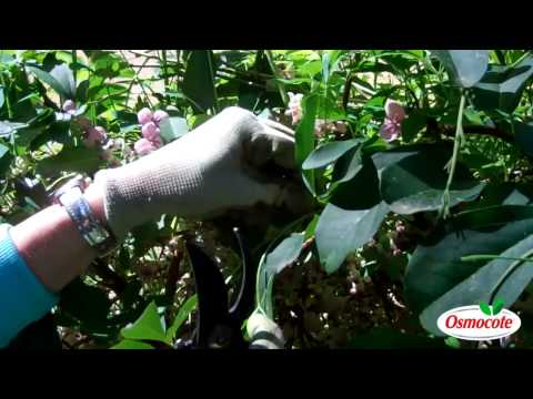 Video: Akebia Chocolate Vines beheren - Leer hoe u Chocolate Vine Plants onder controle kunt houden