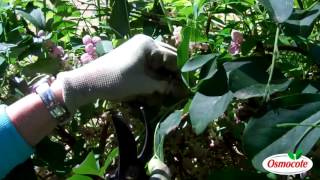 How To Prune the Akebia Vine (Chocolate Flower Vine)