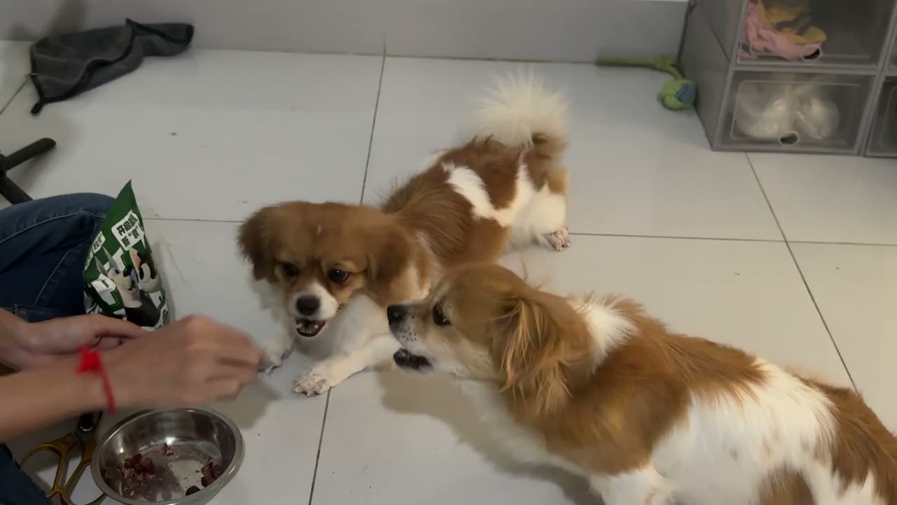 Tiny paws, big appetite