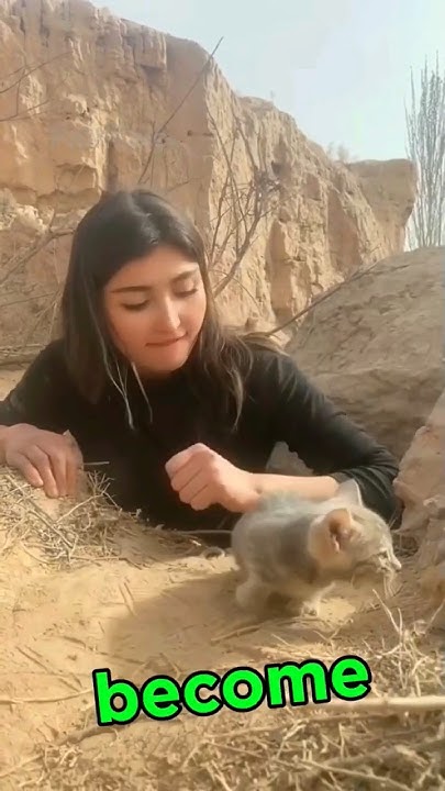 rescuing-a-cat-and-crafting-a-dream-home-shorts-youtube