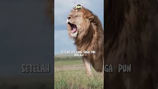 Download Lagu Kisah Wali Allah | Shilah Bin Usyaim berkata kepada Singa MP3