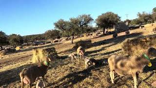 Que bien funciona la lonja de Extremadura 🤦♂️🤦♂️