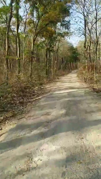 Sang Peanari #reggae #music #denbasito