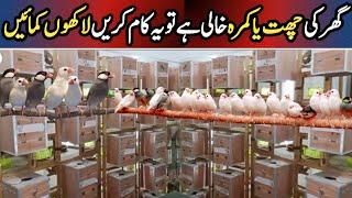 How To Start Profitable Birds Business In Pakistan | Business Plan | Birds Farming Business ideas
