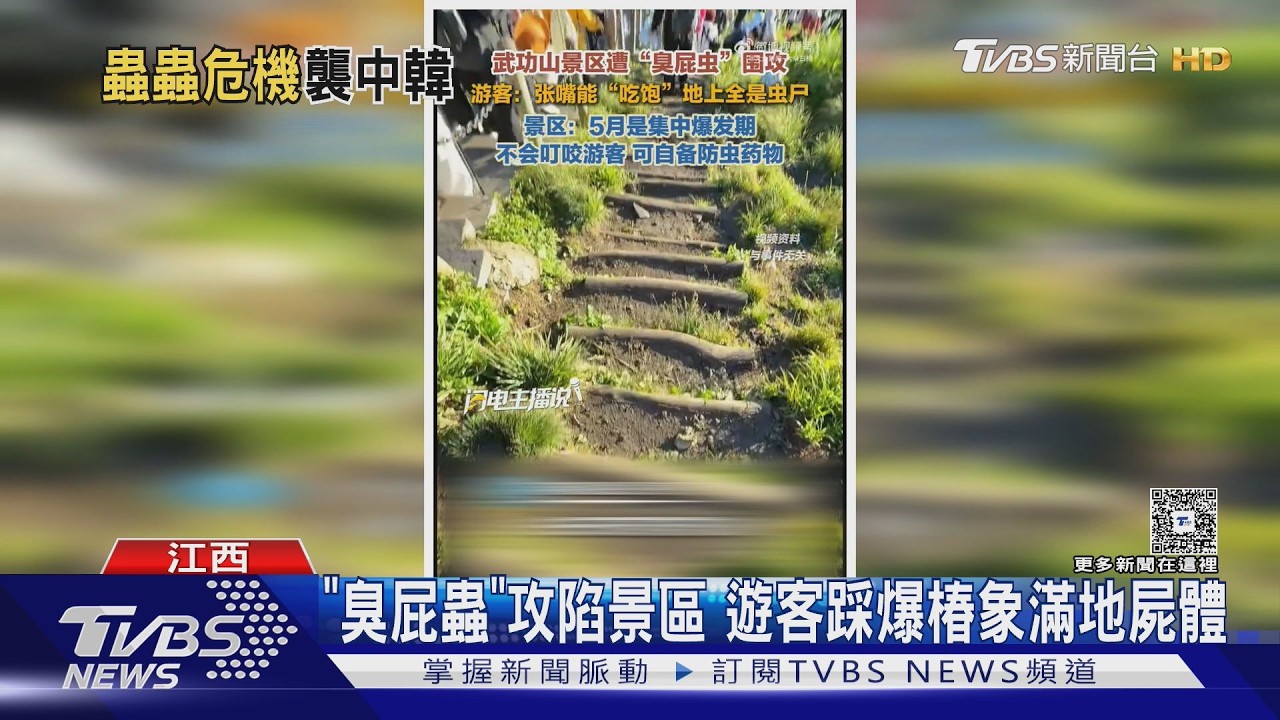 武功山爆椿象蟲害!遊客「張嘴就能吃飽」　南韓愛情蟲也現蹤｜TVBS新聞 @TVBSNEWS01