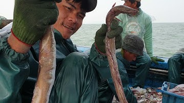 Kéo xong mẻ lưới tàu chú phương chạy vào bờ bán cá sau 9 ngày đánh bắt cá, mực trên biển