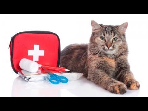 Video: Kit De Primeros Auxilios Para Gatos