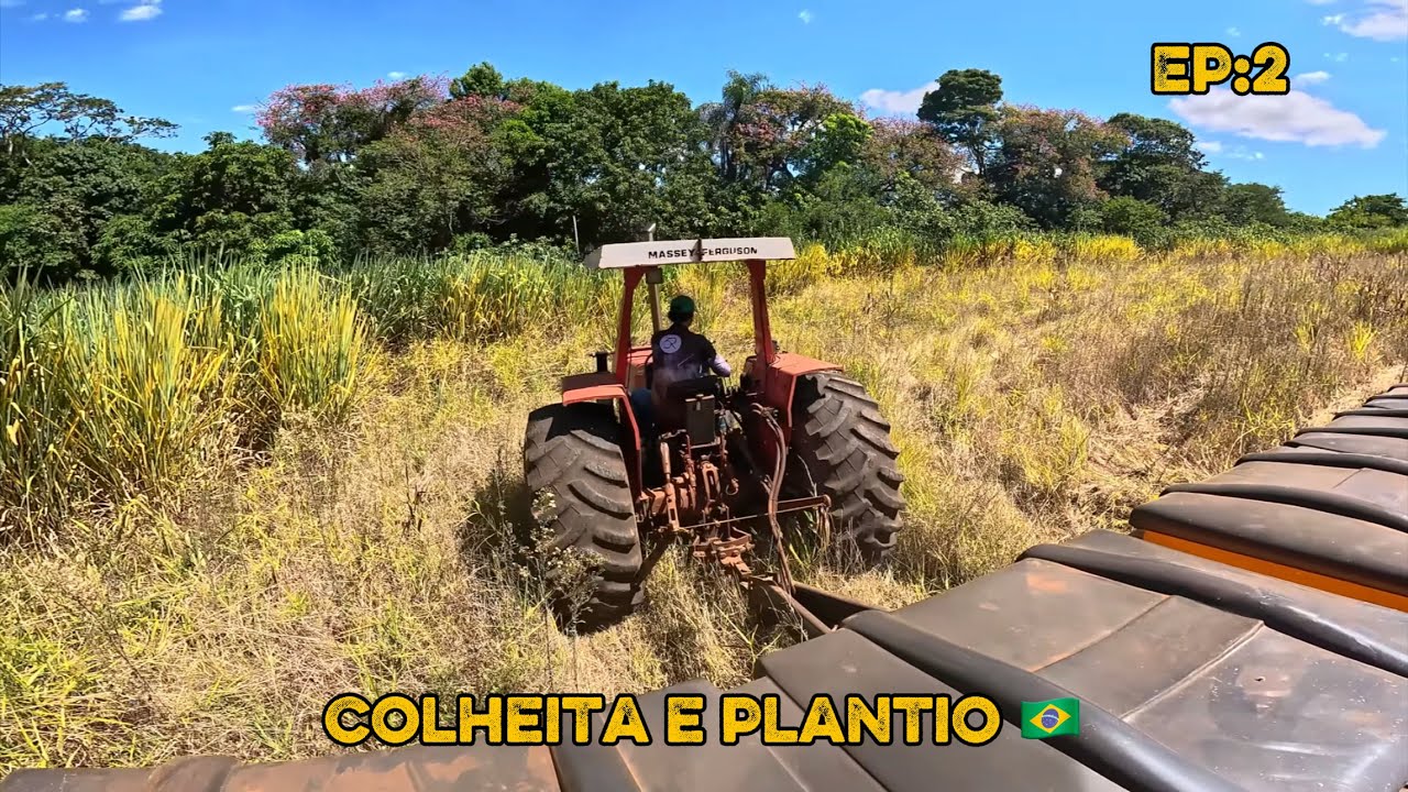 TERMINAMOS DE COLHER E PLANTAR EM 2 ÁREAS 