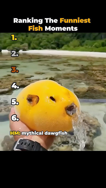 Ranking the funniest fish moments