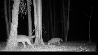 A szürke farkas - III. rész / Lupul - partea III. / The Transylvanian gray wolf - part. III.