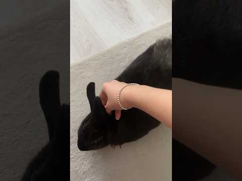 Знакомьтесь, это моя