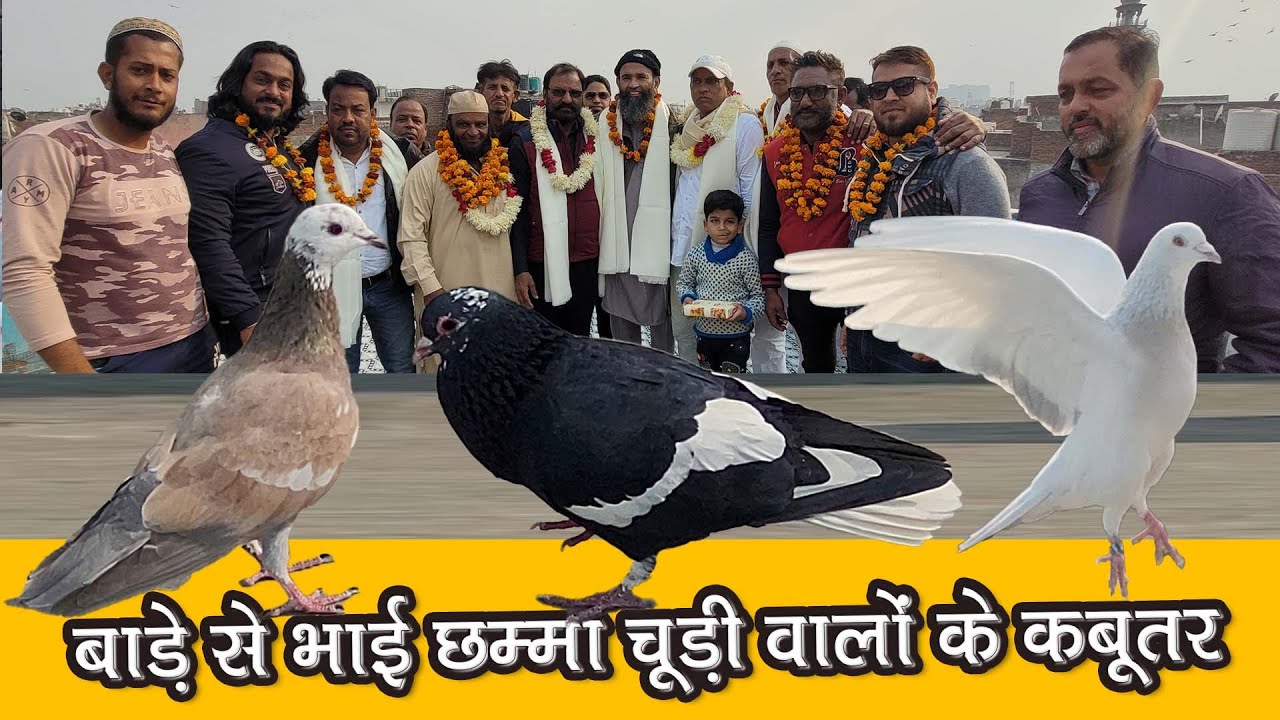 Baade Se Khalifa Yusuf Chamma Chudi Walo Ka Lajawab Shok | Ustad Azfar | Delhi Ki Kabutar Bazi