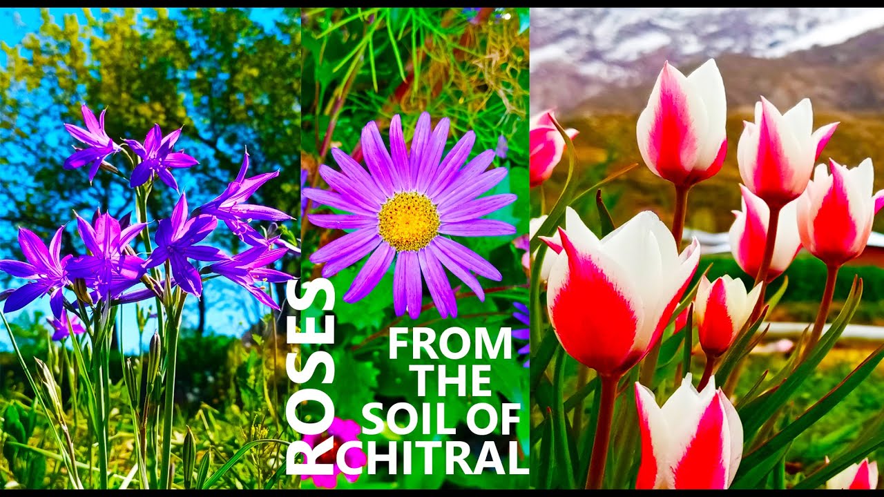 Roses From The Soil Of Chitral| Beautiful Roses From Chitral| Beautiful Chitral
