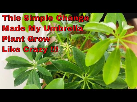Video: Is Your Schefflera Too Leggy: Reasons Paraply Plant Is Getting Leggy