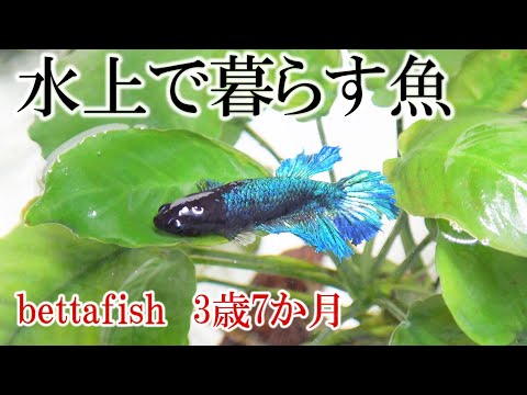 [Bettafish 3 years and 7 months] Many solids have not reached the end of their lifespan ...