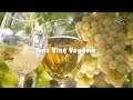 Les Vins Vaudois | Vidéos et films promotionnels [Qualité 1080p HD]