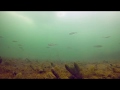 Под водой Шелеховский карьер.