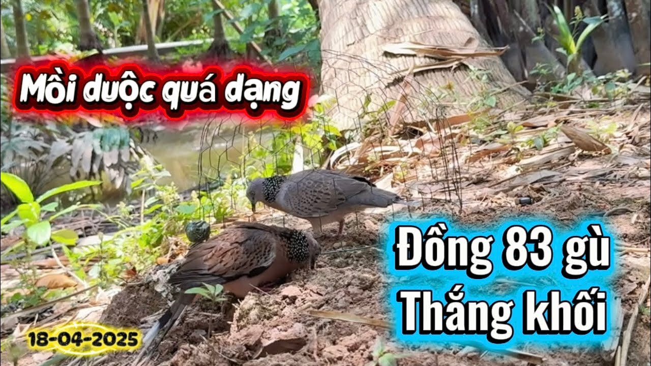 Bẩy Chim Cu Gáy Sóc Trăng ( Thành ) Mồi Duộc Quá Dạng Mà Nó Đá Quá Dữ - Quay Phim Quá Đã 18/04/2025