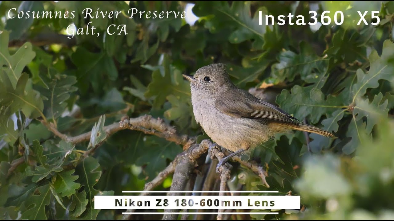 Insta360 X5 and Nikon Z8 - Cosumnes River Preserve