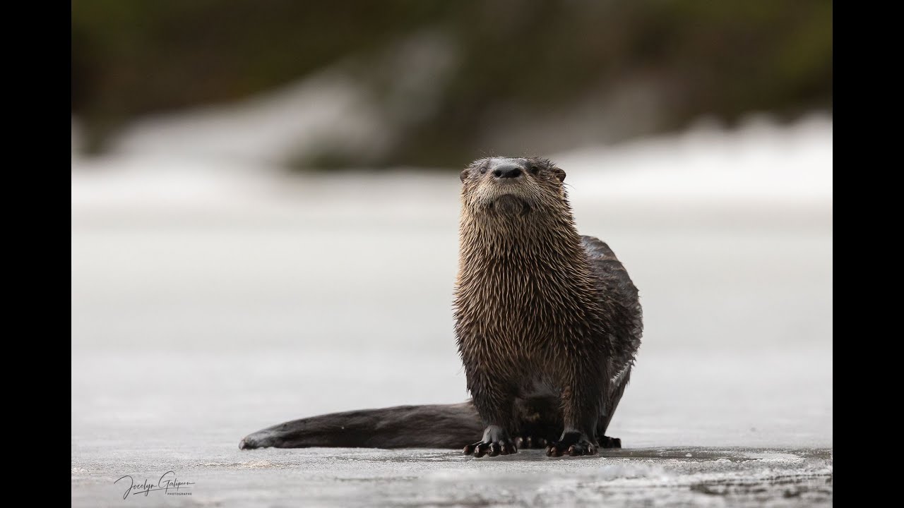 SAFARI PHOTO DANS LA ZEC BRAS COUPÉ DÉSERT YouTube